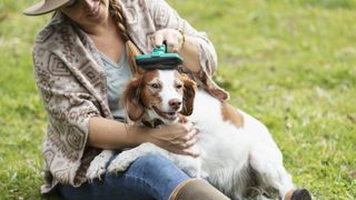 Brushing springer spaniel