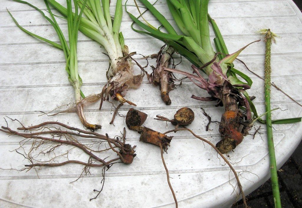 Bulbs And Plants On A Plastic Table