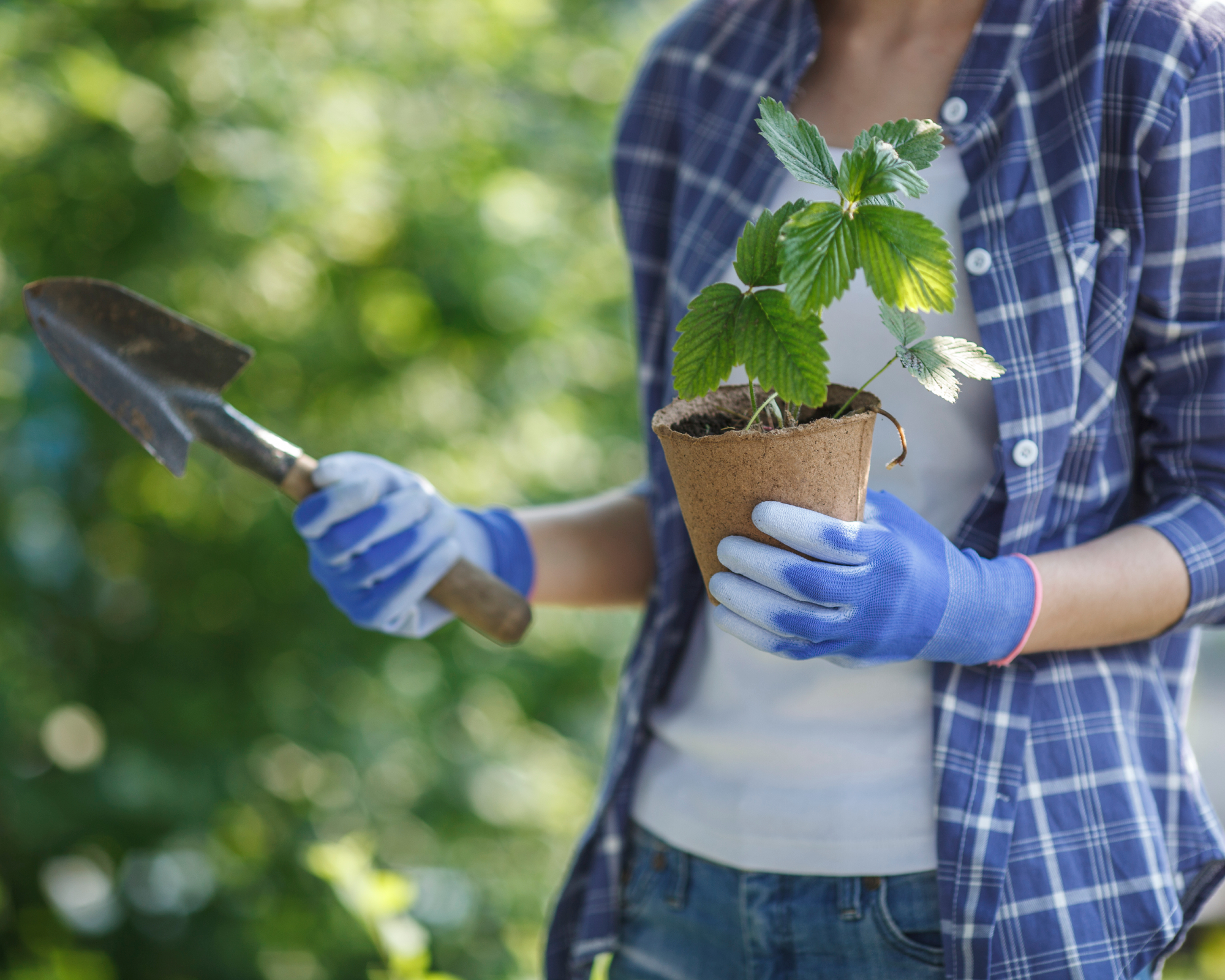 woman wearing blue gardening gloves carrying young strawberry plant and trowel