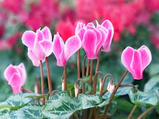 A couple of cyclamen flowers in bloom