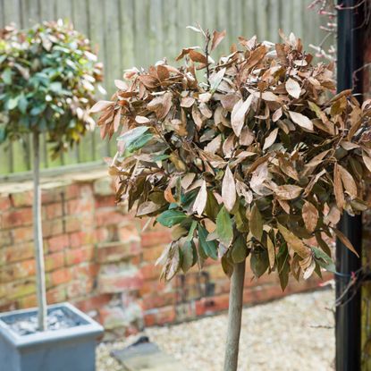 Two bay trees with browning leaves