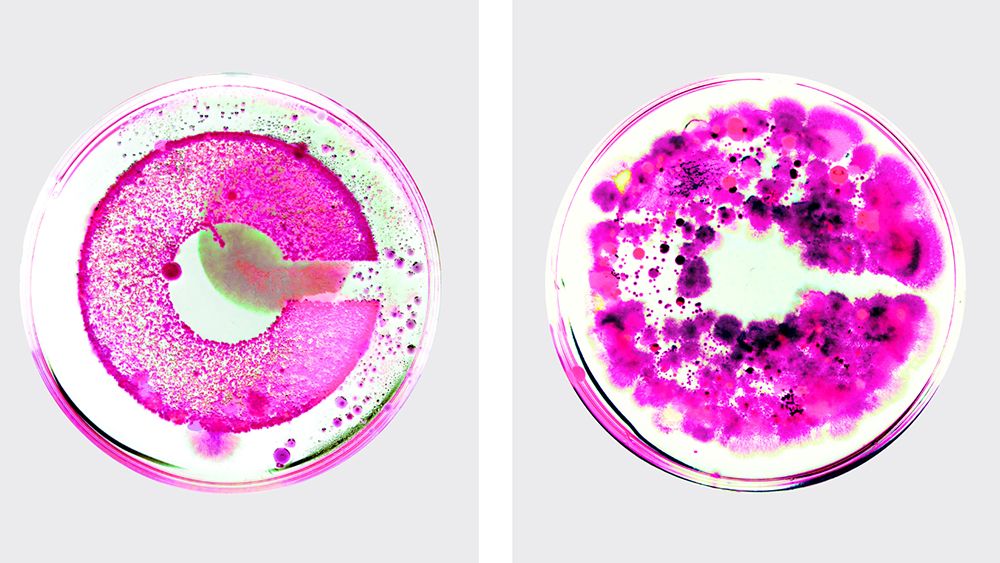 Crucible logo grown from bacteria