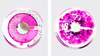 Crucible logo grown from bacteria