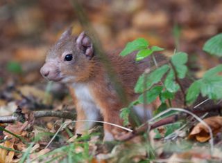 This red squirrel has obvious leprosy on its ear and muzzle.