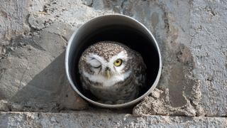 An owlet peeps out of a pipe in Bikaner, India.