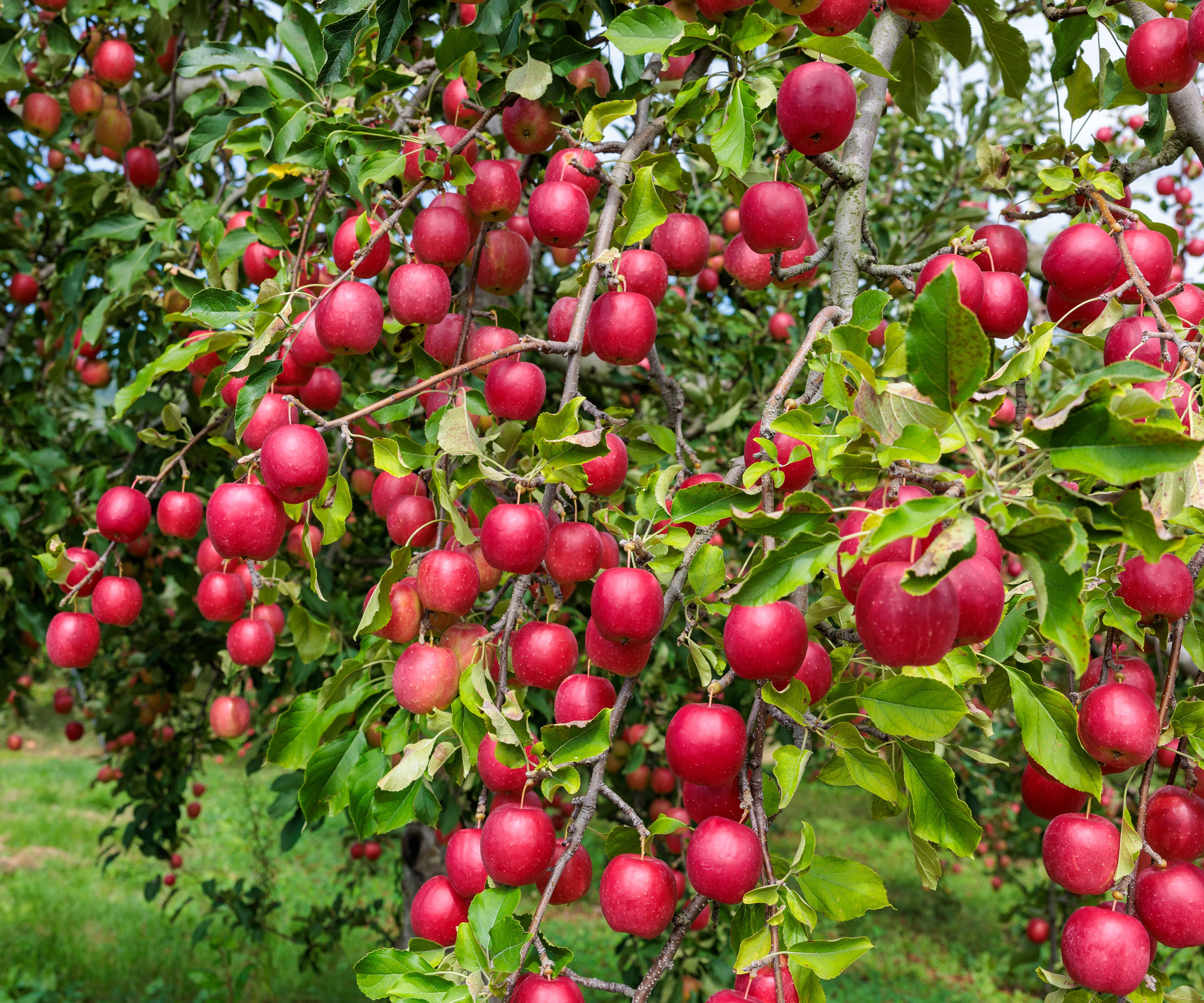 apple tree showing healthy growth and red fruits