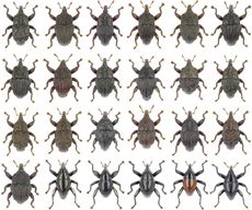 Trigonopterus weevils