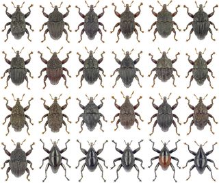 Trigonopterus weevils