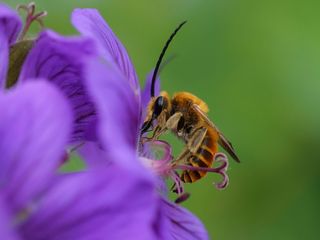 GuruShots - Macro Moments