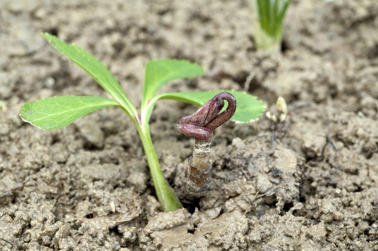 Hellebore Plant Seedling