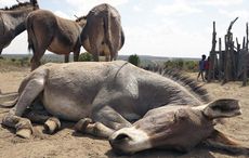 Kisima_donkey.jpg