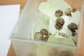 Snails will be flown on the Bion-M1 space mission for purposes of scientific research.
