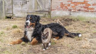 A large dog relaxes in a barnyard next to a cat