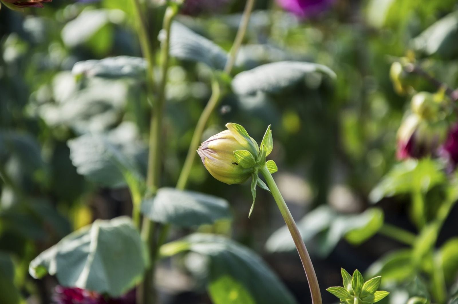 Tips On Getting Dahlias To Bloom Reasons For Dahlias Not Flowering