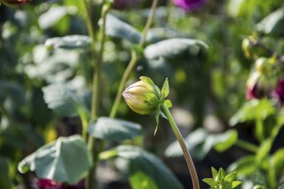 Dahlia Plant With Small Bloom