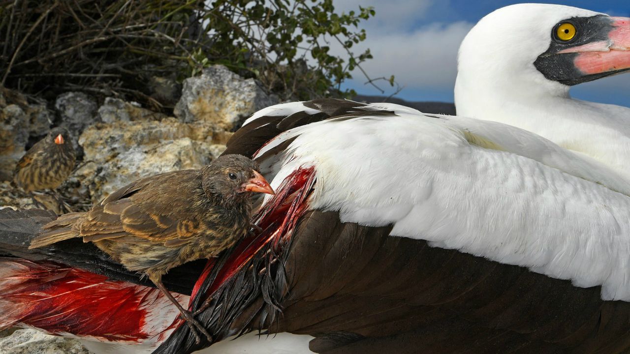 Wildlife Photographer of the Year winners