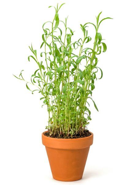 Potted Tarragon Plant