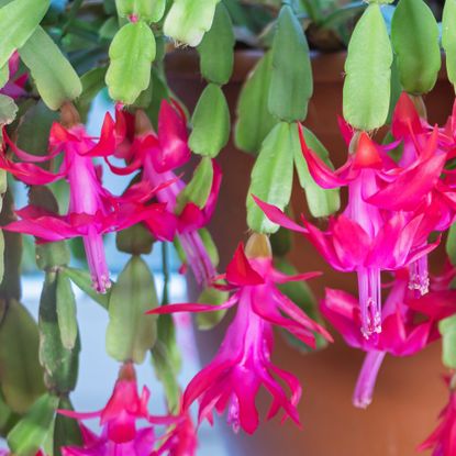 Christmas cactus with pink flowers in full bloom