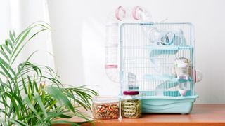 Hamster in bright indoor space