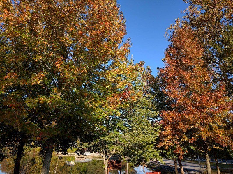 Nexus 5X Trees