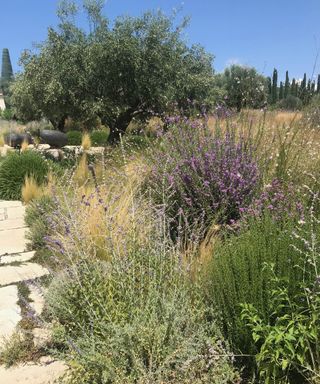 The Texas sage (Leuophyllum frutescens 'Green Cloud') flowers in the heat of a Greek garden among Perovskia, white Gaura and the wispy grass Stipa tenuissima.