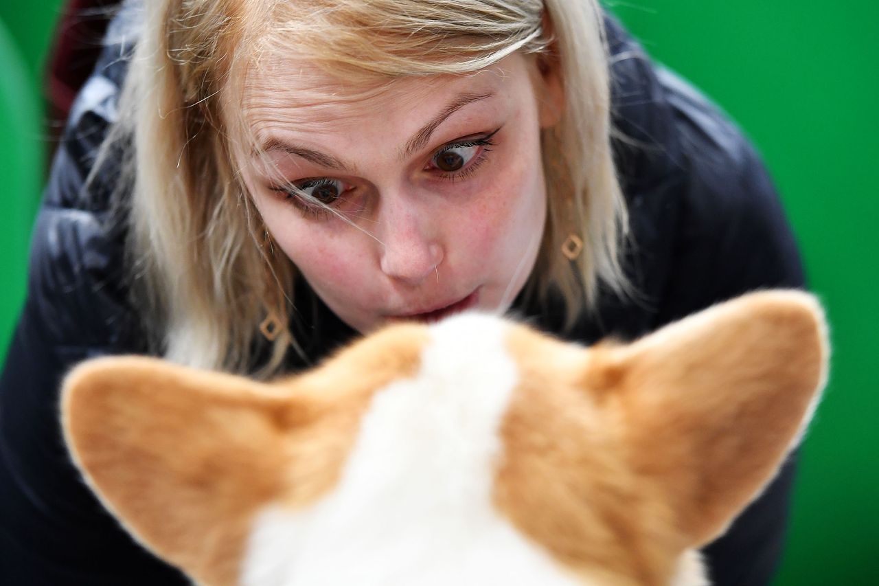 A woman talks to a Welsh Corgi on day 3 of Crufts.