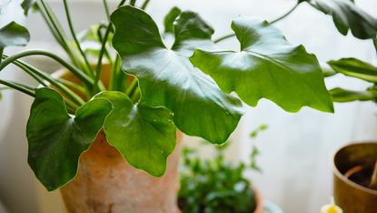 Close-up of a philodendron in a terracotta pot in a sunny space