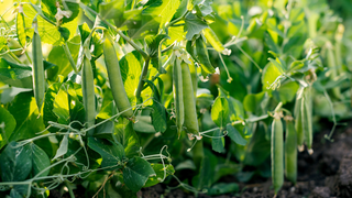 Peas growing outside