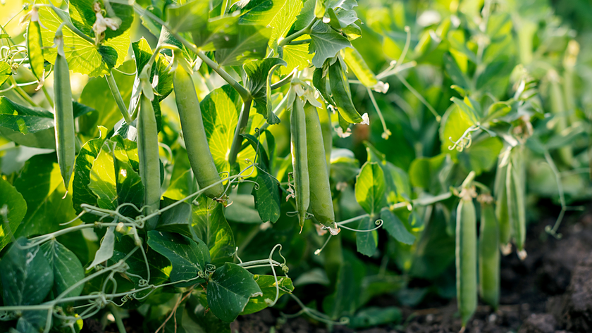 Peas growing outside