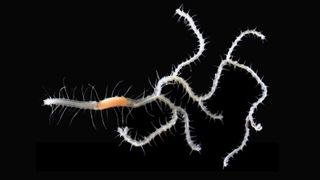 The newly discovered branched sea worm Ramisyllis kingghidorahi. In this image, worms single head (left) and asymmetrical posterior branches (right) are clearly visible.