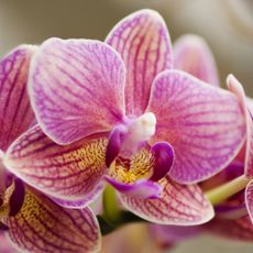 Pink phalaenopsis orchid flowers up close