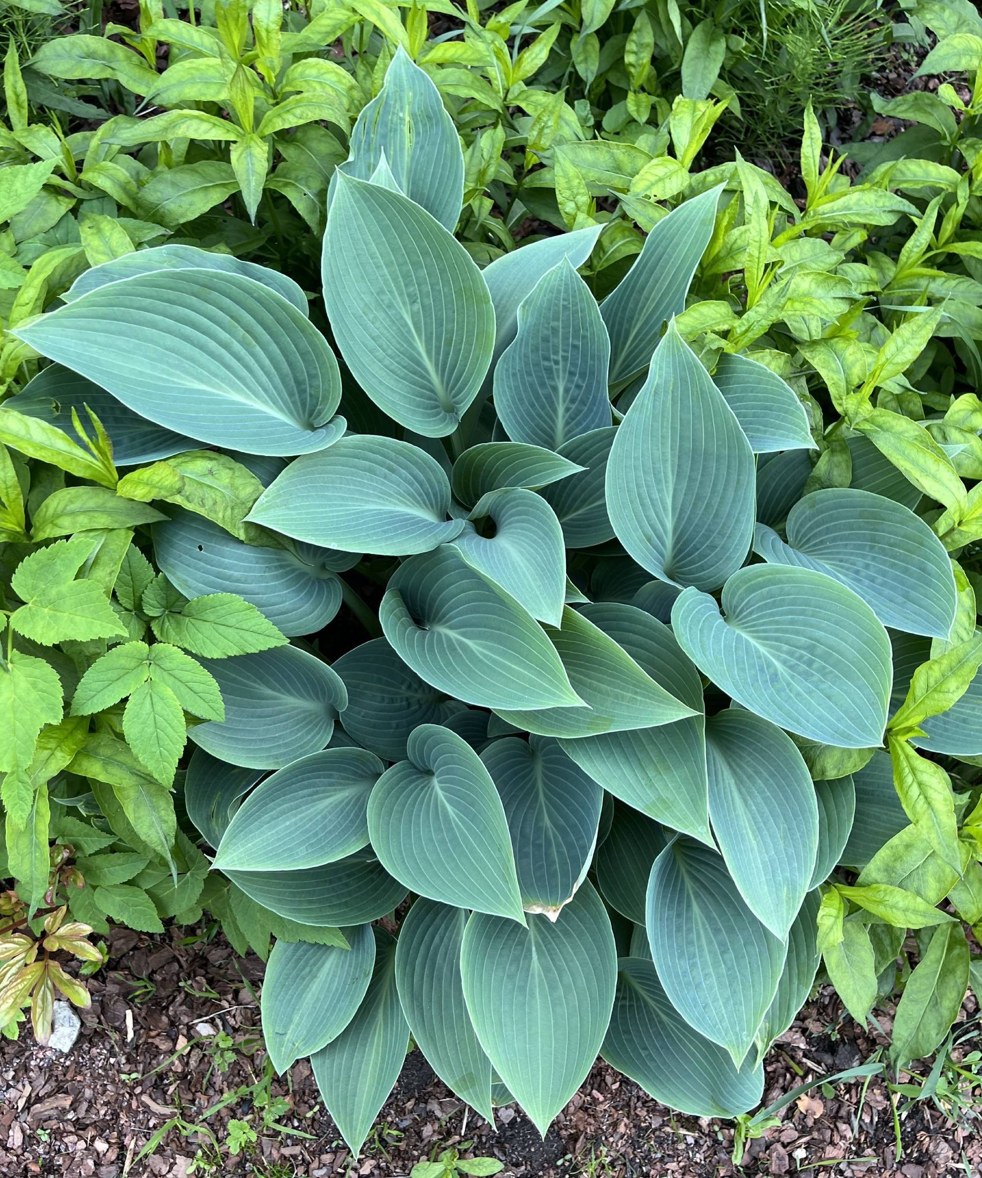 Hosta 'Halcyon'