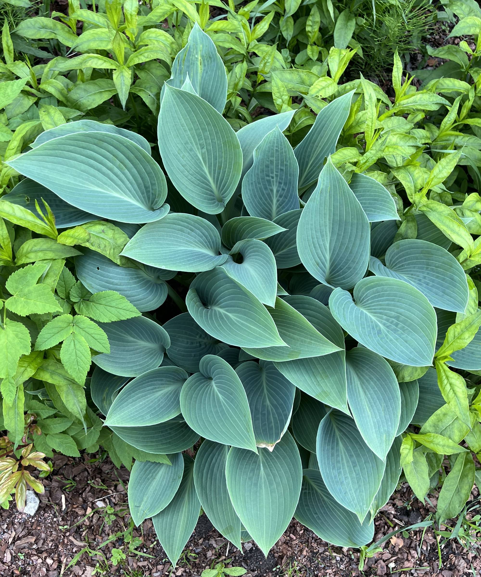Hosta 'Halcyon'