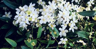 Clematis armandii flowering