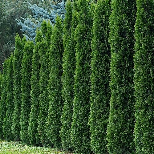 Kviter 50 Thuja Tree Seeds (arborvitae/thuja Occidentalis), American Arborvitae Tree Seeds - Fast-Growing Landscaping Plants Seeds- Organic Evergreen Privacy Trees for Outdoor Garden &amp;amp; Yards