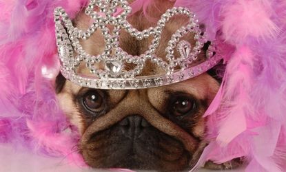 You don't have to treat your pug as a princess for her to cost a fortune.