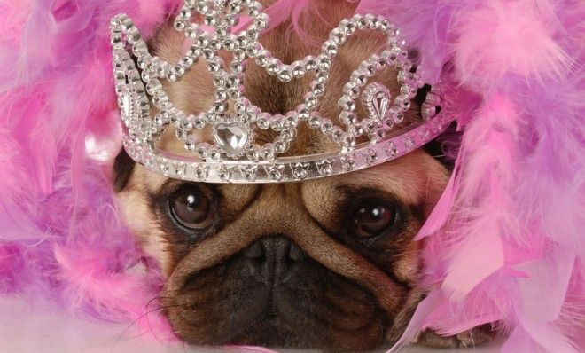 You don&amp;#039;t have to treat your pug as a princess for her to cost a fortune.