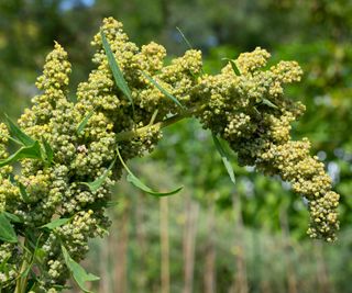 quinoa plant bending under the weight of its seed head