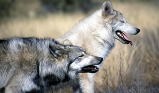 what species of wolf did dogs come from