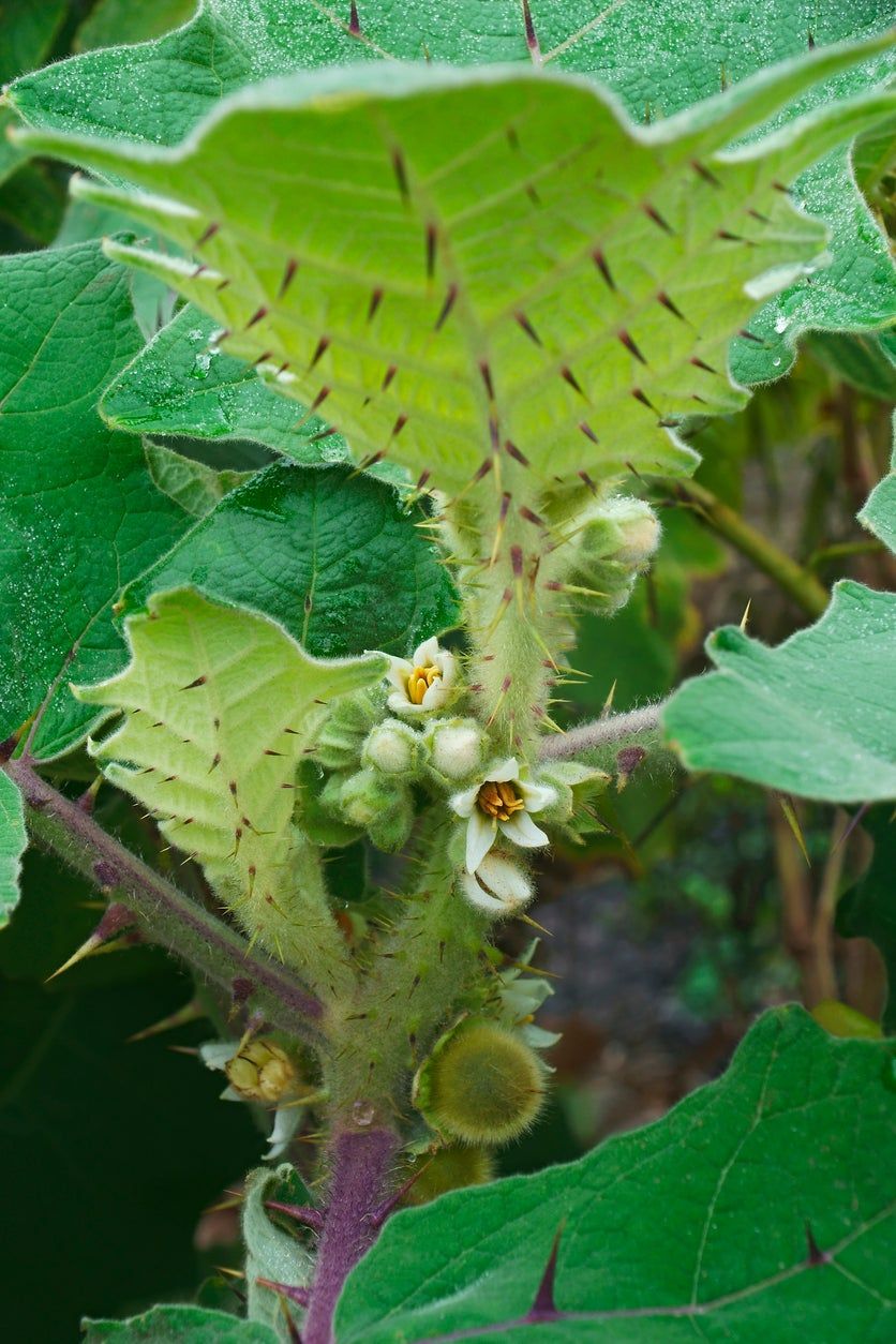 Naranjilla Plant Covered With Thorns