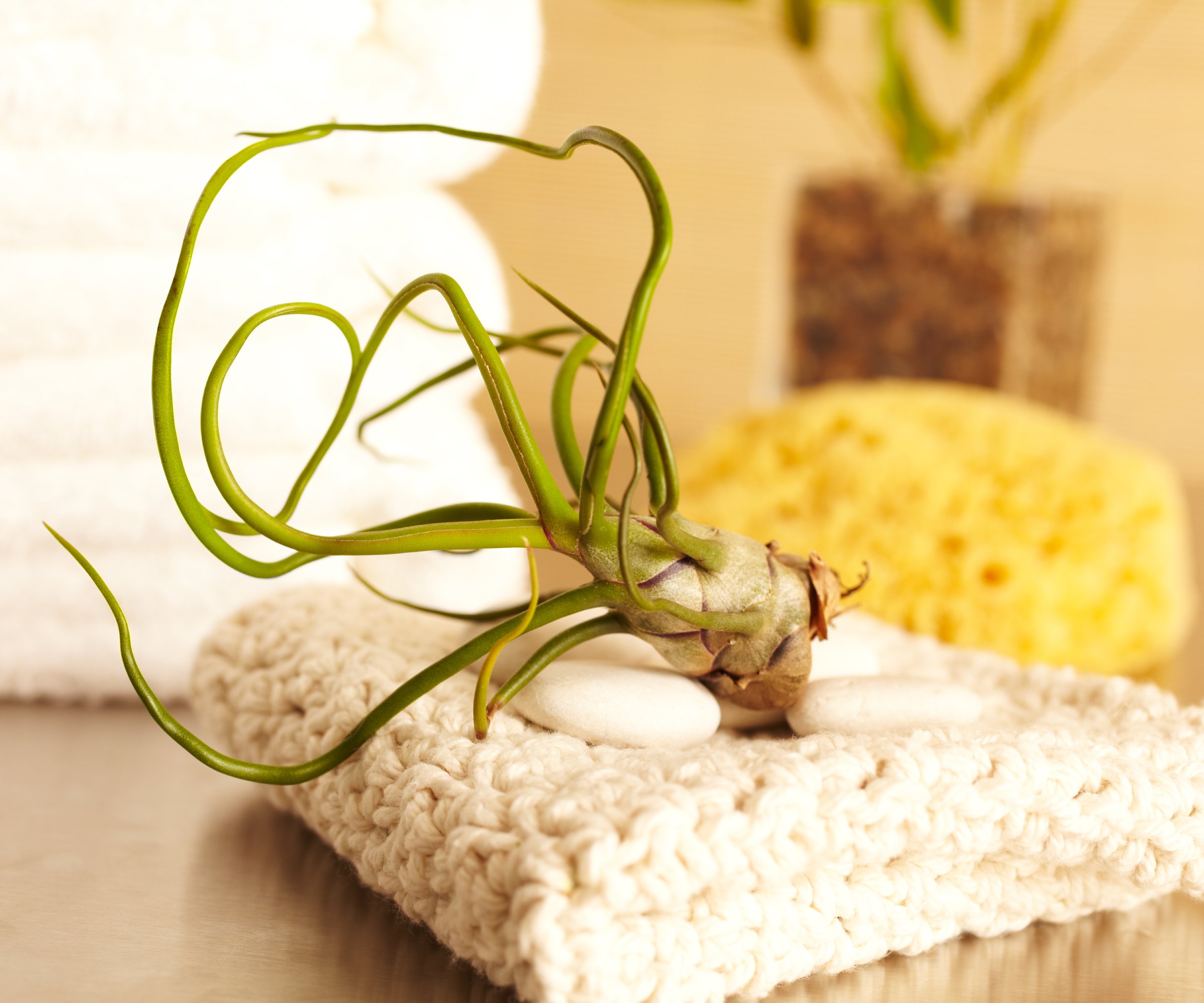 An air plant on a towel in a bathroom