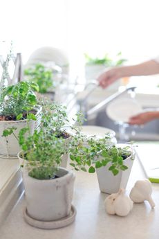 Kitchen Countertop Full Of Small Potted Green Plants