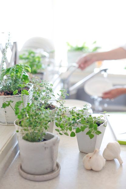 Kitchen Countertop Full Of Small Potted Green Plants