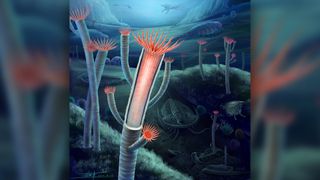 Artist's reconstruction of Gangtoucunia aspera as it would have appeared in life on the Cambrian seafloor, around 514 million years ago. The individual in the foreground has part of the skeleton removed to show the soft polyp inside.