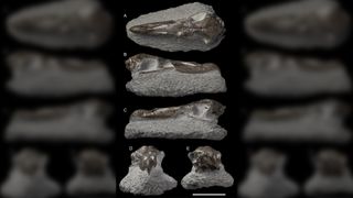 Different views of the fossilized skull of the newly described giant petrel, Macronectes tinae. (scale bar = 5 cm)