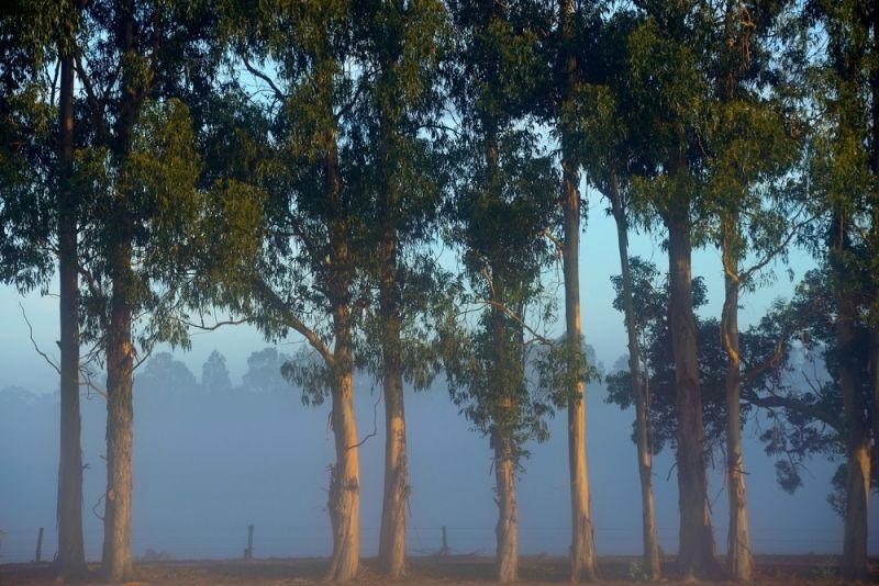 tasmanian blue gum trees