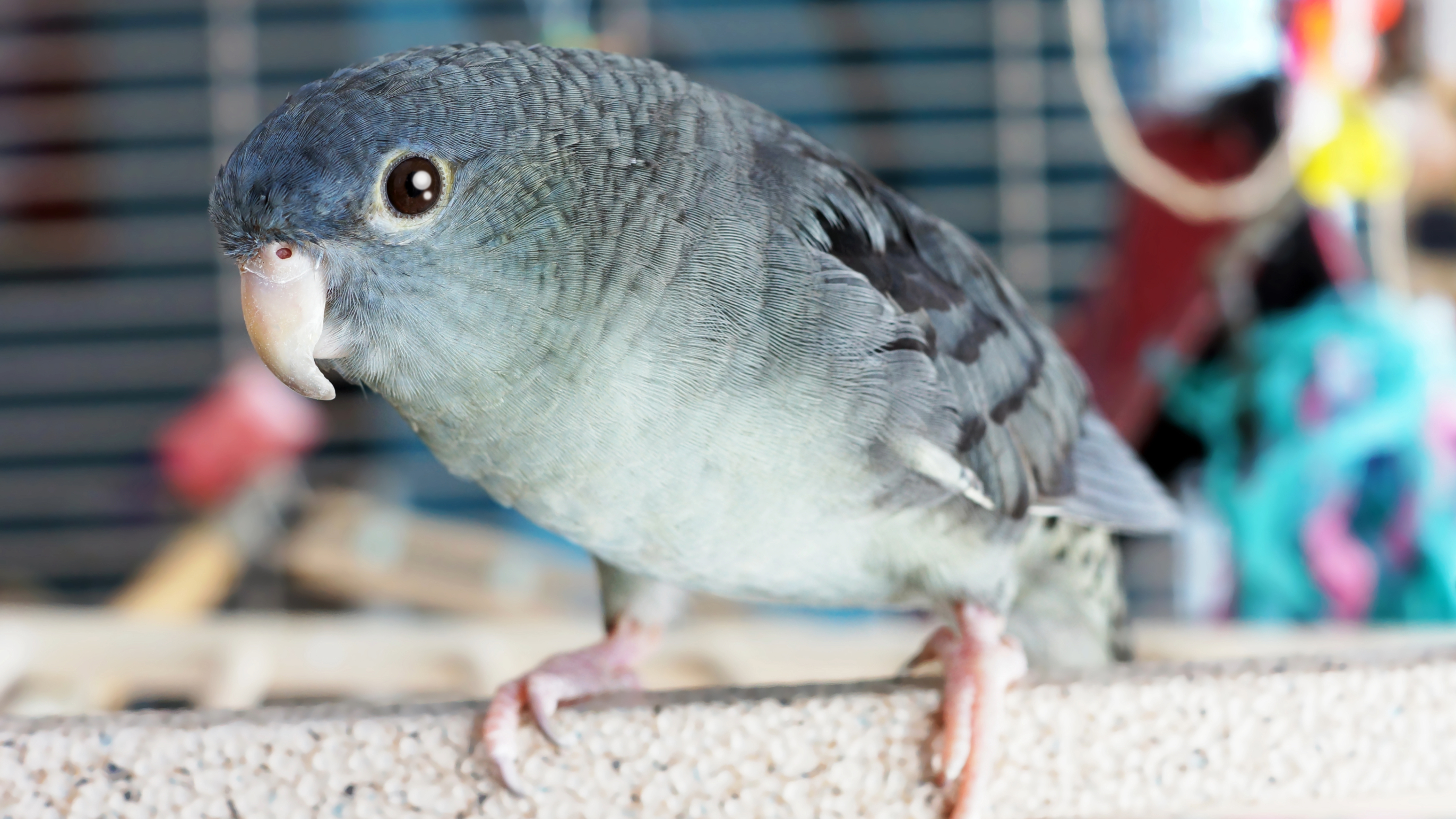 Lineolated Parakeet