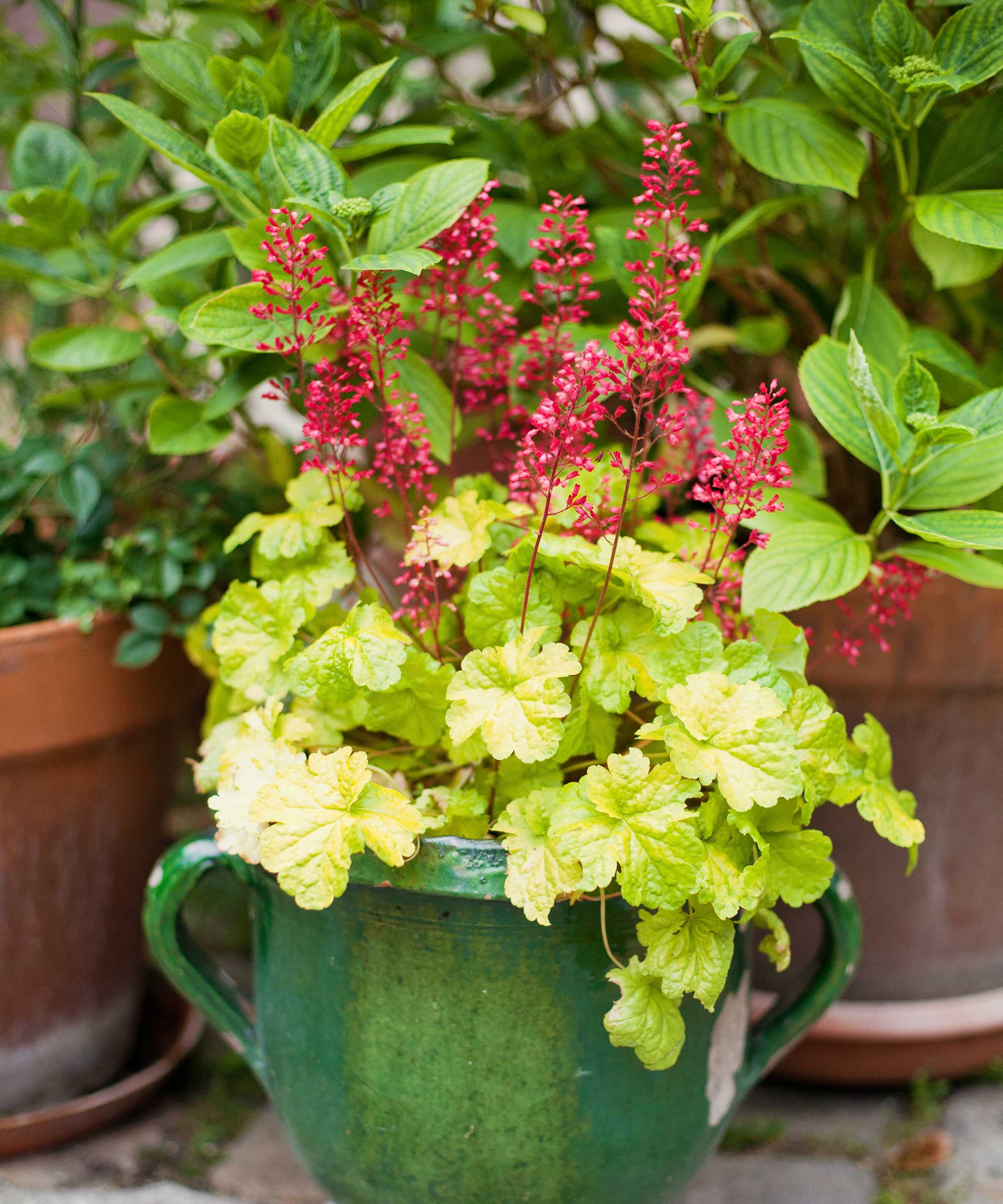 coral bells with green leaves and pink flowers in green pot