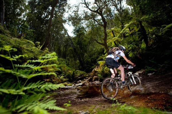 A rider through the forest