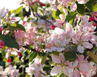 Apple blossom on a young Braeburn apple tree